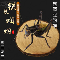 Live grasshopper Pinggu big grasshopper Iron grasshopper New off grasshopper Winter grasshopper song insect shot 2 rounds 3