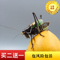 Grasshopper live insect Song insect Iron grasshopper super Pinggu new winter climbing pet live pet small good breeding