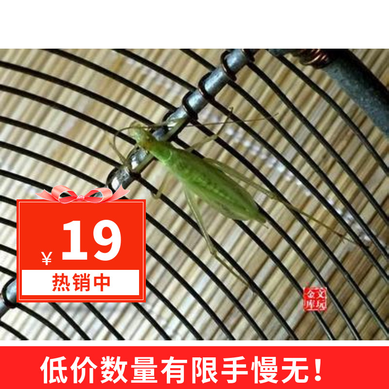Bamboo sandfly Song insect Live artificial bamboo sandfly Green bamboo sandfly Winter bamboo sandfly climbing pet small good breeding