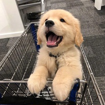 Purebred golden retriever puppies live large-framed golden retrievers docile and intelligent guide dogs large dogs family pet dogs