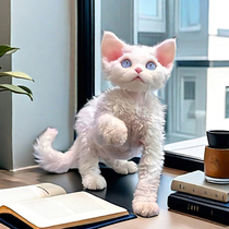 German curly cat purebred open-faced blue eyes with different pupils non-shedding high IQ calico tabby cat live body