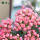 Longevity flower indoor flower potted plant with potted four seasons evergreen double petal flower New Year's Eve flower bonsai Wuhan distribution