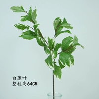 Белый лотос лист