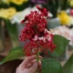 Hydrangea Buds-Red