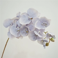 10 Осенний цвет большие цветы Phalaenopsis-Slue Purple