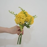 Овсяные фрукты рука луче