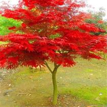 Red Maple Sapling Japan Red Dancing J Native Perennial Patio Road Greening Outdoor Four Seasons Planting China Red Earth