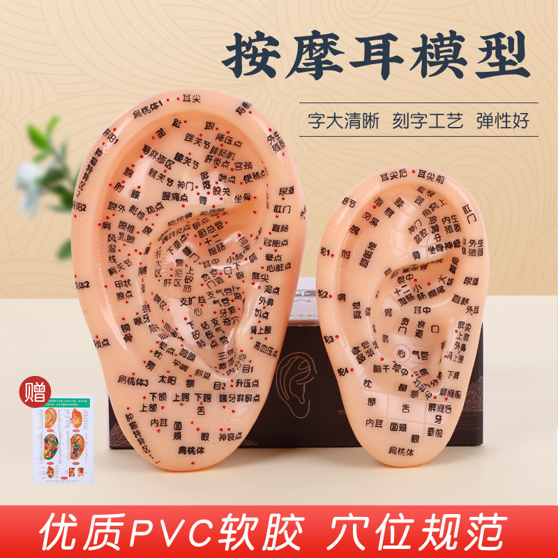 教学版耳穴模型多穴位针灸耳朵穴位模型耳穴模具特大耳模型