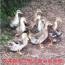 Chongqing old duck earth duck old duck farm scattered fresh duck meat live now kill about 3 pounds Shunfeng