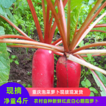 Sichuan carrot red skin white heart radish fresh crispy vegetables 4 pounds kimchi radish raw materials rouge radish