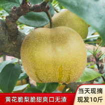 Pears fresh fruit is now picked Chongqing farm self-grown fragrant pears Huanghuali seasonal sand pears whole box 10 pounds