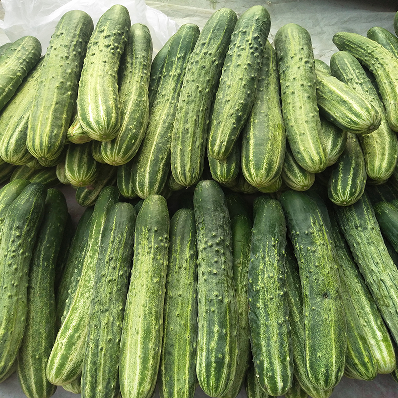 Sichuan farmhouse now picking up small cucumber pregnant woman green cucumber fresh fruit Cucumber 3 catties 5 catty of sweet and crisp fruits and vegetables ready-to-eat