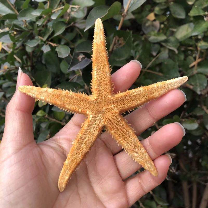 Natural Vietnam Sea Star Mediterranean Home Furnishing Crafts Gift Hem Decorated Wall Stickup Sea Snail Shell Decoration Sustena Crab Food