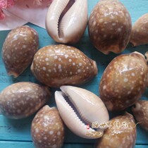 Natural conch shell White Star snail aquarium fish tank landscape decoration collection specimen snail window design crafts