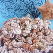Natural shell conch wish bottle jewelry DYI ornaments Mata snail fish tank Aquarium micro landscape handicrafts Small
