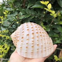 Natural super large conch shell flower point snail fish tank landscape roll fish breeding shell fleshy flower pot gift ornaments