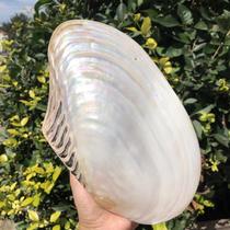 White mother-of-pearl clam mussel natural conch big shell teaching specimens home furnishings decorative dinner plate wedding