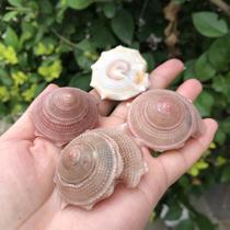 Natural shell conch Sun snail sunflower star snail rotary snail fish hermit crab shell Fish Tank aquarium landscape