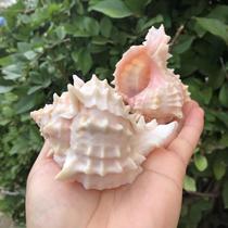 Natural conch shell pink bone snail thousand hand snail fish tank landscape home decoration decoration hermit crab replacement shell