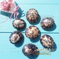 Snail turtle turtle shell conch black conch natural shell conch landscape ornaments shooting picture props aquarium fish tank