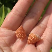 Natural shell Conch rose Bell snail snail specimen snail hermit crab replacement shell fish tank aquarium landscape landscape