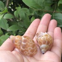 Zebra snail Dongfeng snail natural shell conch fish tank landscape decoration scallop fish special hermit crab replacement shell