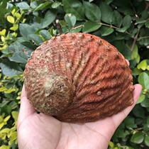 Natural conch shell big abalone shell creative home storage soap box sage potted fish tank landscape color