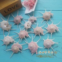 Natural conch shell thorn snail Witch bone snail Star snail Aquarium fish tank landscape shooting props Rare specimen collection