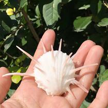 Natural White pink conch shell sea chrysanthemum chrysanthemum seven-star snail window design aquarium fish tank Landscape Collection