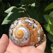 Natural conch shell South African snail Green Snail specimen snail fish tank aquarium aquarium landscape ornaments hermit crab replacement shell large