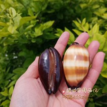 Natural Conch Shell Wine Barrel Aquarium Fish Tank Landscape Decoration Collection Specimen Snail Window Design Crafts