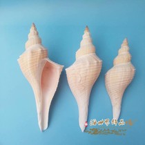 Natural conch shell Long fragrant snail Old horn Fragrant snail Male snail Tantric Taoist horn Rare large Coral Sea star