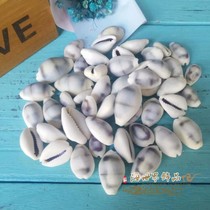 Natural conch shell purple sea coin fish tank bottom landscaping platform ornaments decoration gifts handmade DIY material