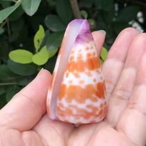 Natural conch shell rare red brick Cono fish tank landscaping platform home furnishings gift collection handmade DIY