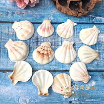 Natural conch shell bird tail clam scallop wall sticker diy fish tank aquarium landscaping decoration Ocean style decorations