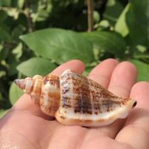 Natural conch shell swallowtail snail golden sleeve Phoenix snail black mouth Phoenix snail water Family landscaping platform decoration crafts large