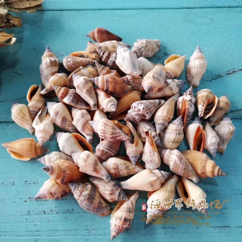 Natural conch shell swallow tail snail 8-9CM golden sleeve Phoenix snail Black mouth Phoenix snail aquarium landscaping floor ornaments