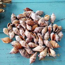 Natural conch shell swallow tail snail 8-9CM golden sleeve Phoenix snail Black mouth Phoenix snail aquarium landscaping floor ornaments