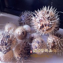 Thorn fish conch collection shell specimens Natural marine life Home puffer fish ornaments landscaping props large