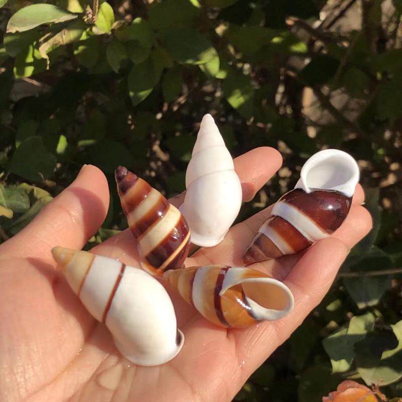 Natural Shell Sea Snail Line Snail Shell Specimen Snail Fish Tank Built water Decorative Pendulum to host crab replacement shell-Taobao