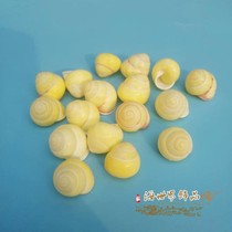 Natural shell Conch Coral Small yellow bean snail Yellow snail snail Rare specimen snail Floor decoration collection gift