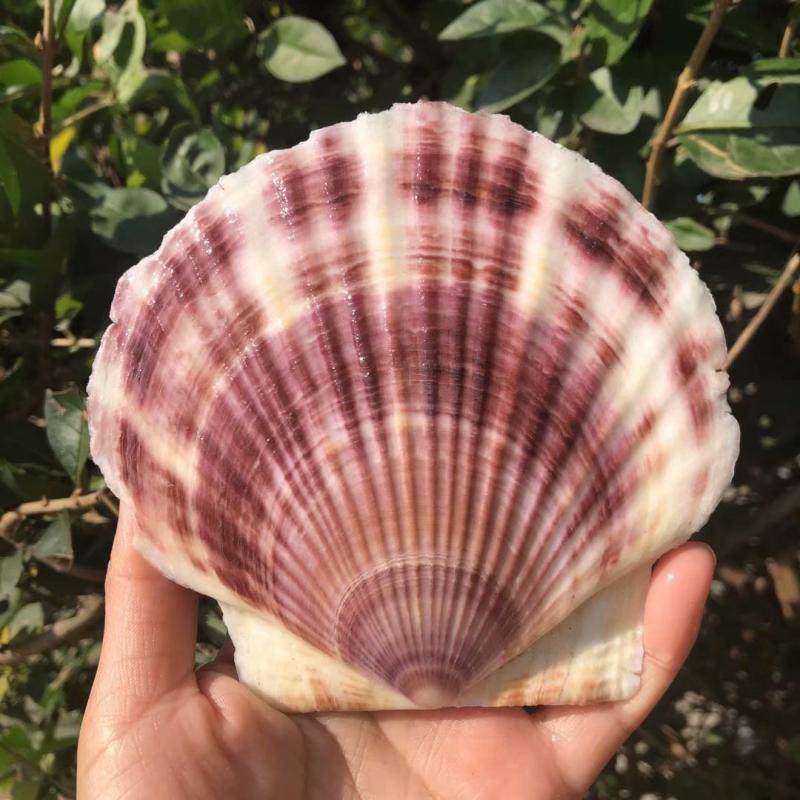 Natural Purple Shells Sea Snail Scallop Large Swing Piece Fish Tank Adornment Mediterranean Wedding Terrace Creative Cutlery