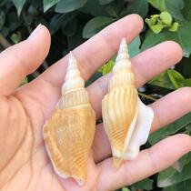 Golden axe natural conch shell fish tank landscaping creative micro landscape shooting props Mediterranean home decoration big