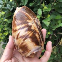 Natural shell sea conch flower scoop snail roll scallop fish breeding shell fish tank decorative multi-meat potted flower pot creative ornaments