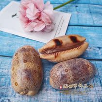 Hundred-eyed treasure snail Natural conch shell specimen snail Fish tank Aquarium landscaping decorations Home gift collection ornaments