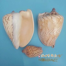 Landscape snail shell conch micro landscape diy Mediterranean drift bottle floor fish tank Aquarium landscaping decorative ornaments