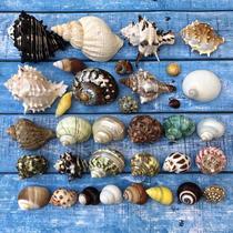 Natural shell conch hermit crab replacement shell spare special shell roll Fish Fish Fish Tank Aquarium Ornaments large ornaments