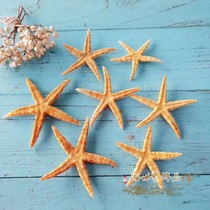 Natural Vietnamese starfish Mediterranean exquisite home furnishings Gift crafts Wall stickers Conch shell decoration landscaping large