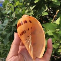 Natural big conch shell melon scoop snail coconut vortex Golden pomelo mango Snail Home fish tank ornaments creative flower pot