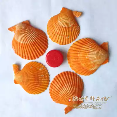 Natural yellow scallop slices shell conch home decoration fish tank starfish Coral clam sea shell wall sticker landscaping craft gift decoration